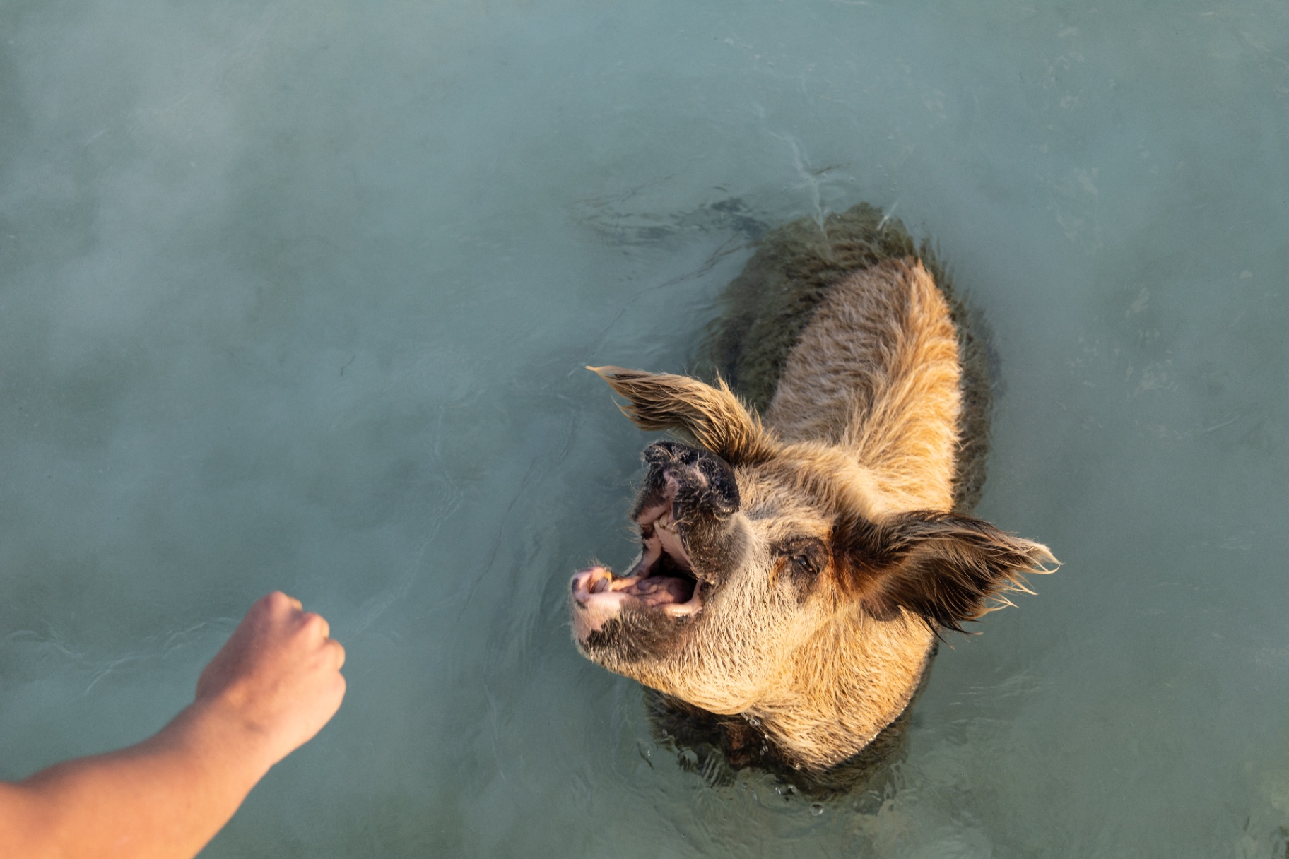 Swimming pig reaching for a snack at Big Major Cay