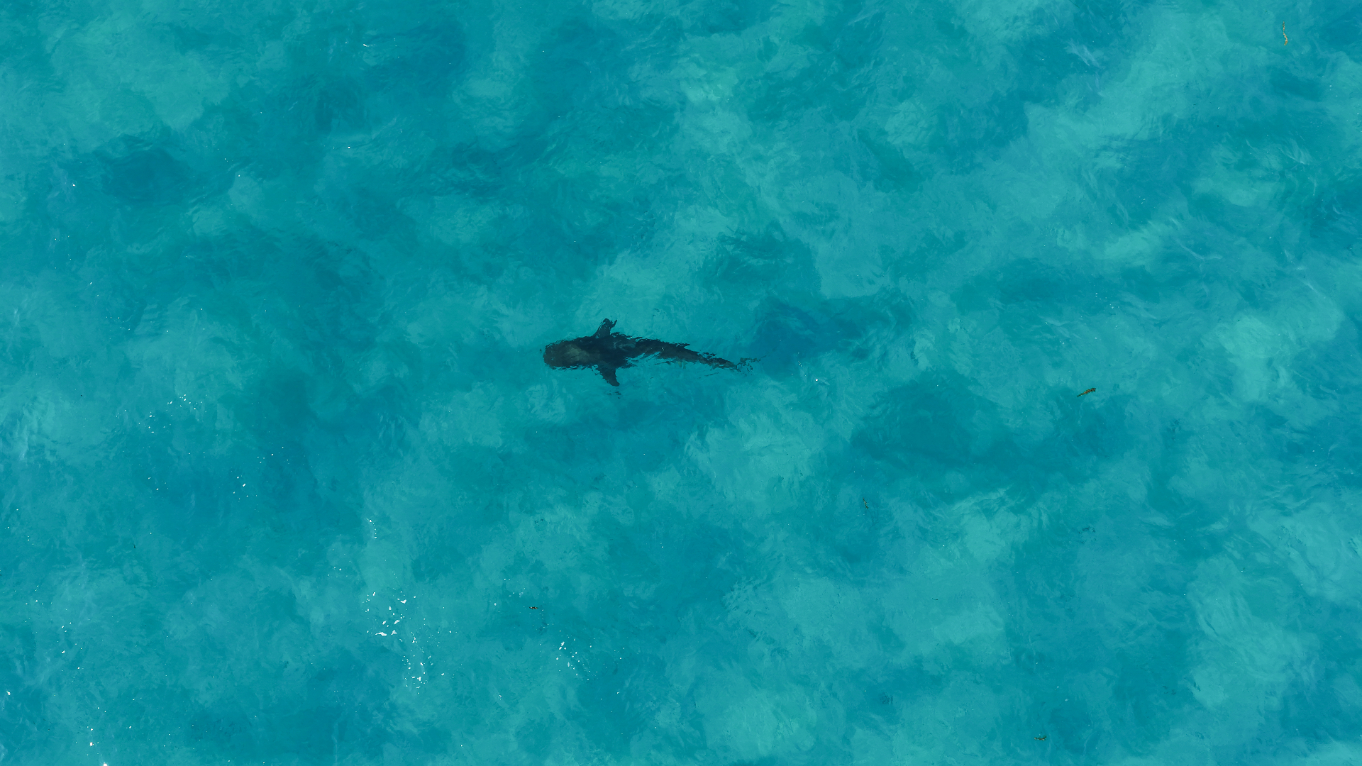 A shark seen from above in shallow turquoise water