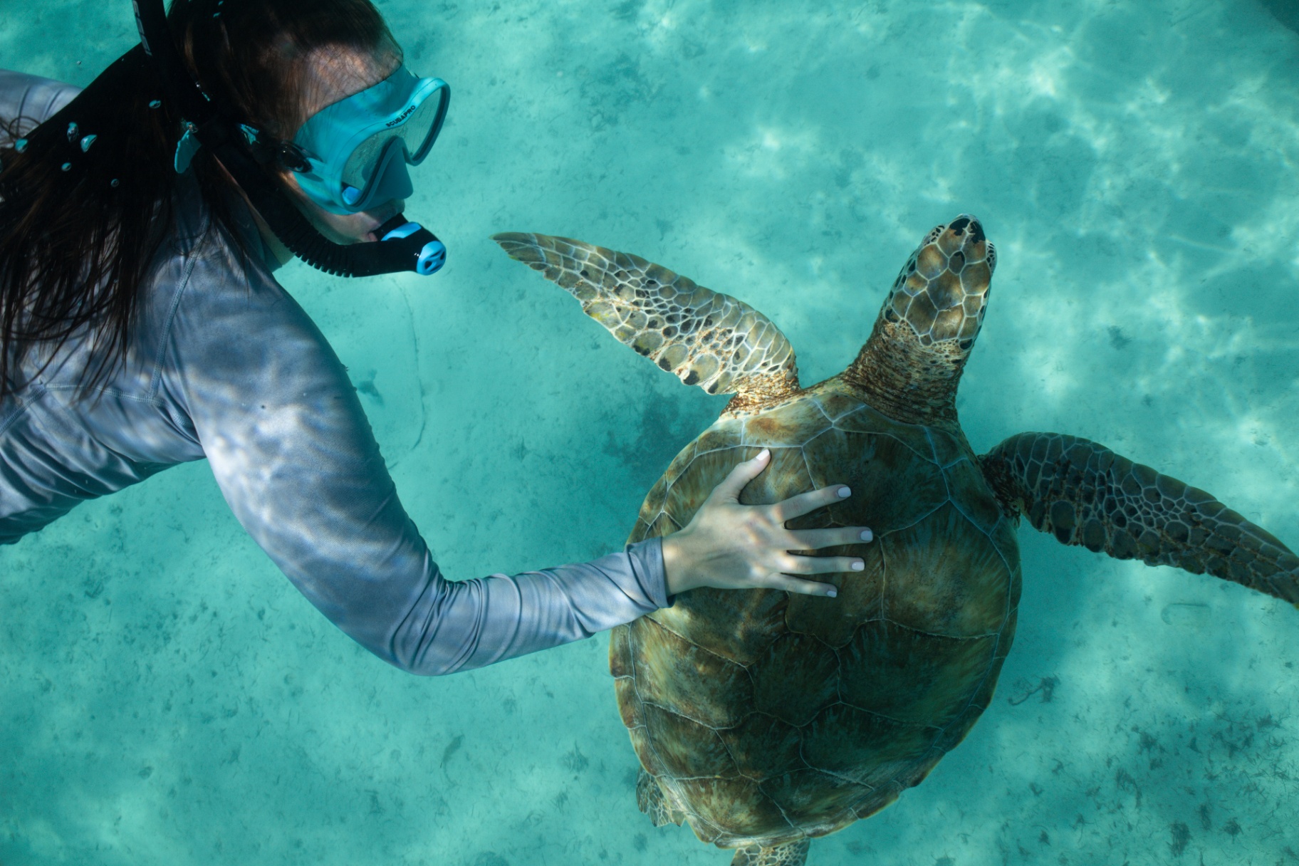 Guest swimming alongside a sea turtle