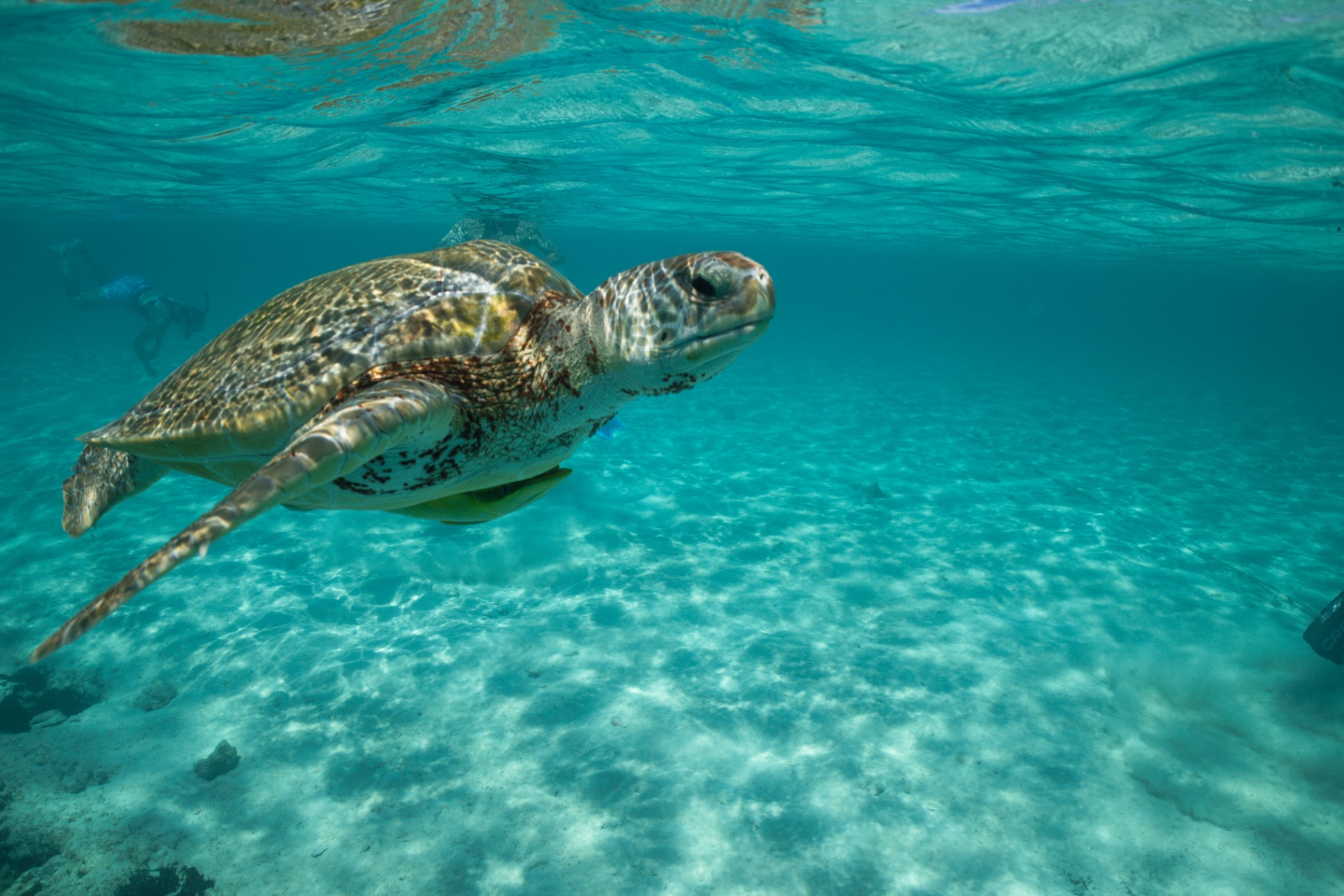 Sea turtle swimming over white Bahamian sand